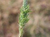 Aceria tenuis (Nalepa, 1891)